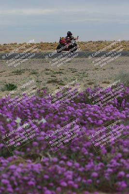 media/Jan-14-2023-SoCal Trackdays (Sat) [[497694156f]]/Turn 14 Exit Bloomig (145pm)/